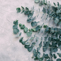 Eucalyptus