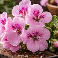 Geranium