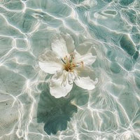 Jasmine