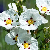 labadanum